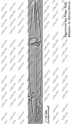 Amphipleura pellucida (Kützing) Kützing